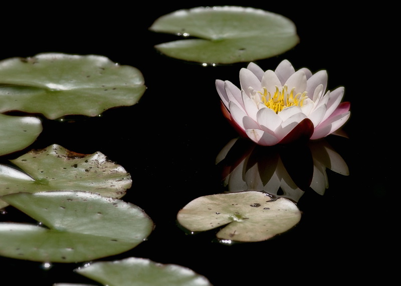 224 blume-D35_4117-als-Smart-Objekt-1.jpg